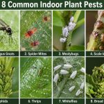 Infographic showing 8 common indoor plant pests including fungus gnats, spider mites, mealybugs, scale insects, aphids, thrips, whiteflies, and broad mites on houseplants
