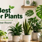 Collection of the best indoor plants, including Monstera, Snake Plant, Peace Lily, Pothos, ZZ Plant, Spider Plant, Aloe Vera, and Rubber Plant in a bright modern living room.