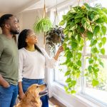 Hanging Plant Care: How to Keep Indoor Hanging Plants Healthy