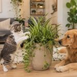 Cat and dog beside pet-friendly indoor plants in a modern home, showcasing safe types of indoor plants for homes with cats and dogs.