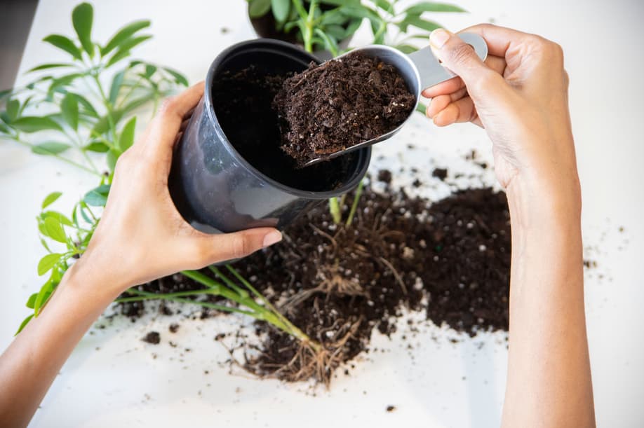 A person's hands using a metal scoop to add dark potting soil into a black plastic nursery pot during an indoor plant repotting session.