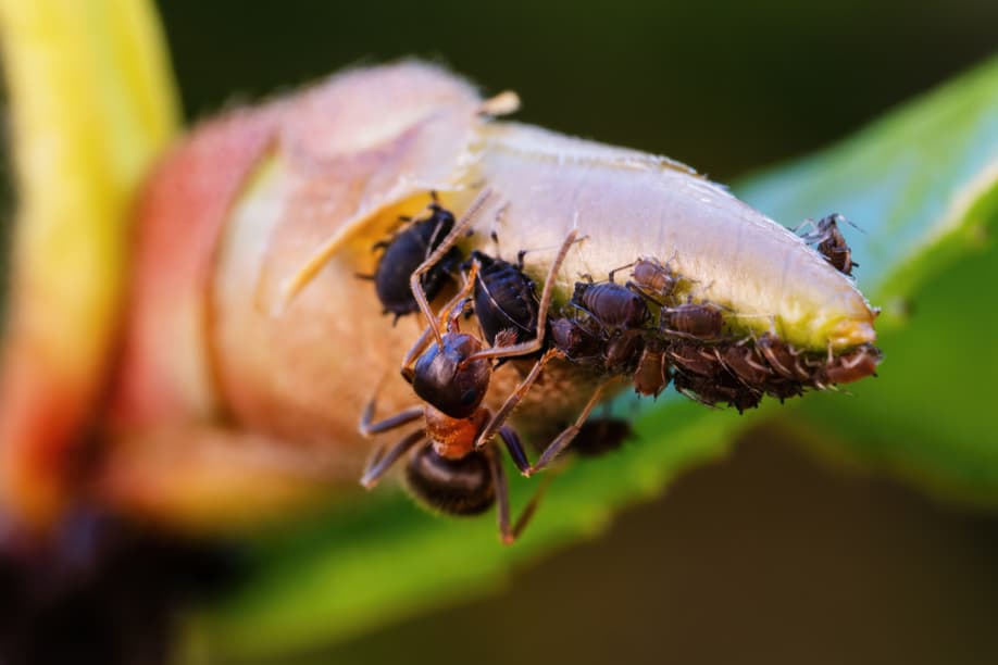 Mutualism in action: an ant protects a cluster of aphids—one of the most common indoor plant pests—to harvest their sweet honeydew.