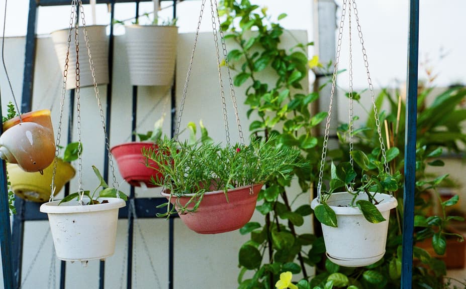 Vertical garden setup focusing on hanging-plant-care with white and red pots containing moss rose and pothos plants suspended from a metal frame.