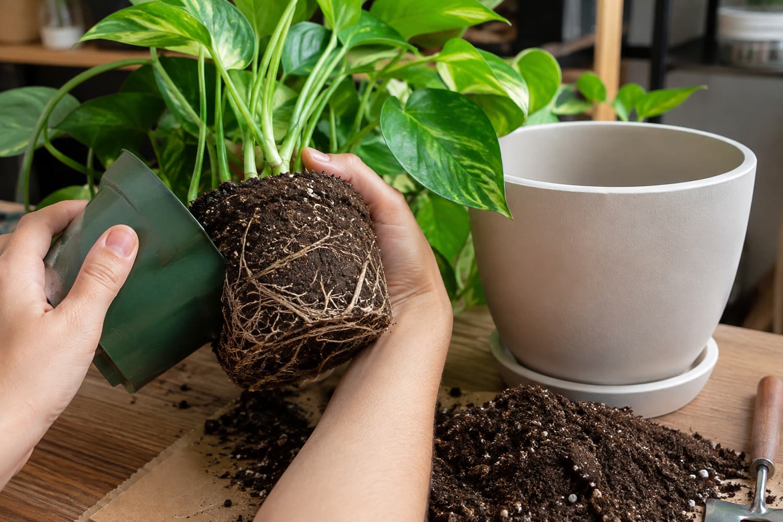 A woman's hands carefully removing an indoor pothos with its root ball intact during repotting