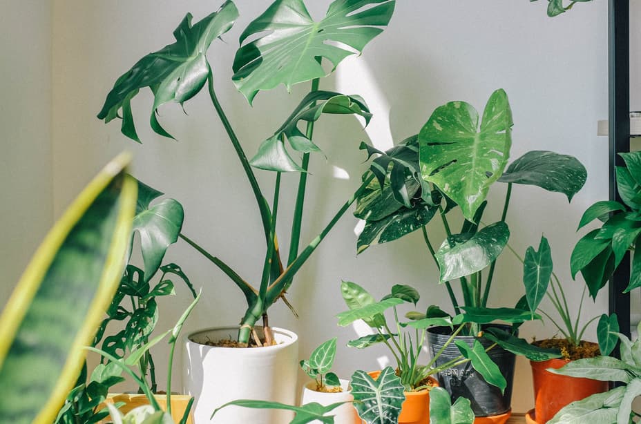 Close-up top view of vibrant green split leaves of an indoor Monstera deliciosa plant sitting on a window sill tray.