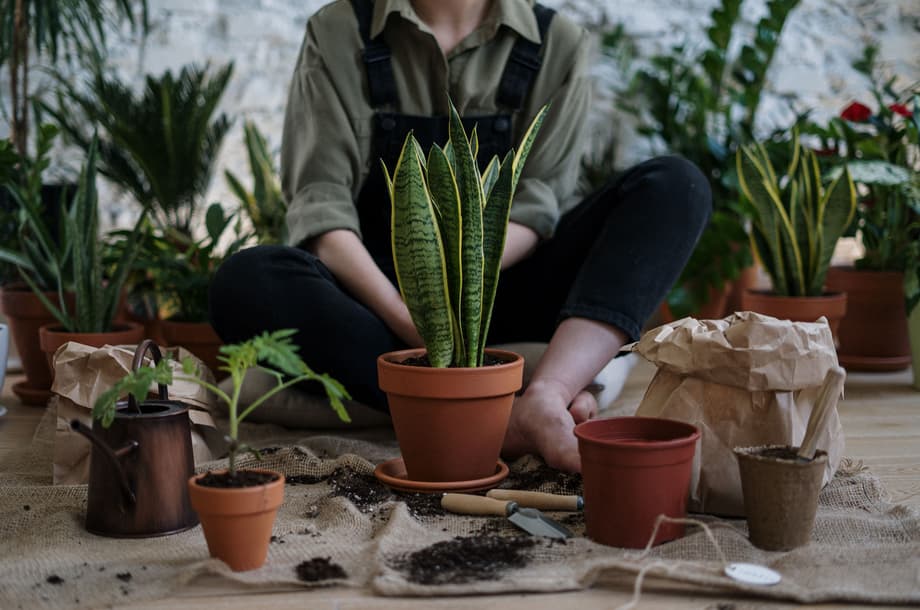 A long row of tall green and yellow striped Snake Plants (Sansevieria) growing out of outdoor soil right next to a concrete compound wall structure.