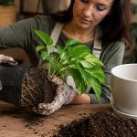 Hands carefully removing an indoor pothos with its root ball intact during repotting
