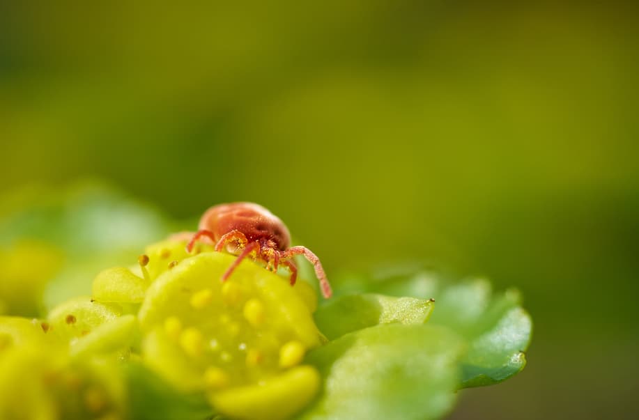 Macro photograph showing a tiny red spider mite crawling over bright yellow flower petals, showcasing common microscopic indoor plant pests.