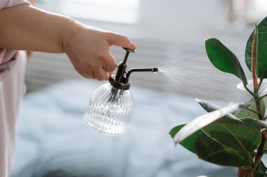 A person using a clear glass mister bottle to spray water on the leaves of a rubber plant, demonstrating how to increase humidity for indoor plants.