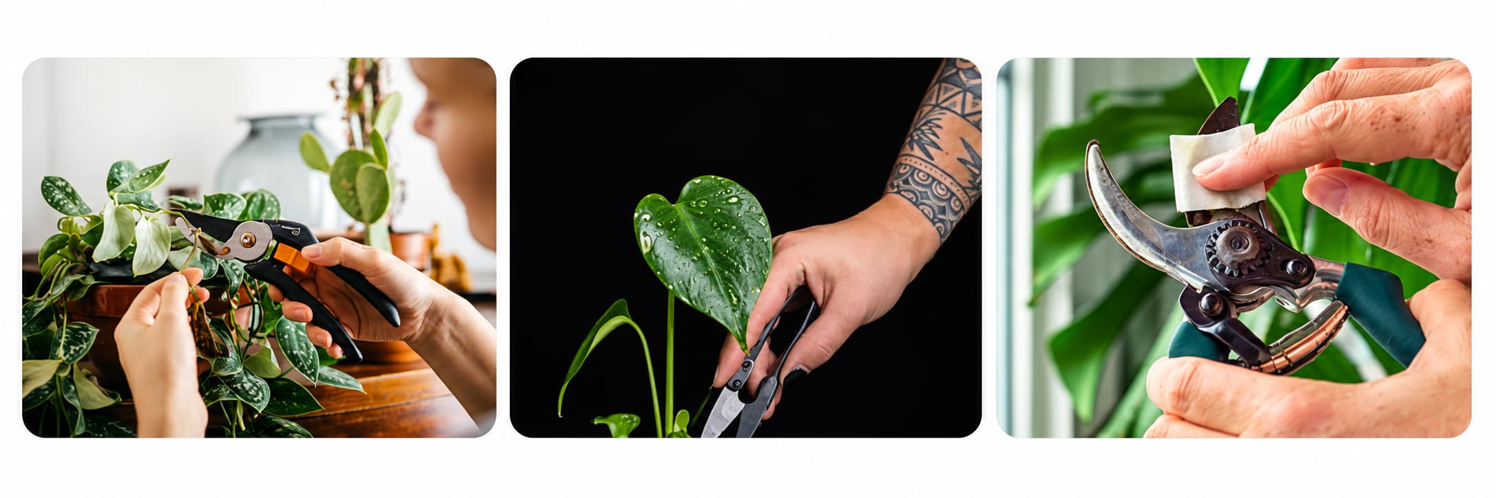 Proper pruning helps indoor plants maintain healthy growth, shape, and appearance.