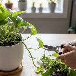 How to Prune Indoor Plants for Healthy Growth: A Beginner’s Guide
