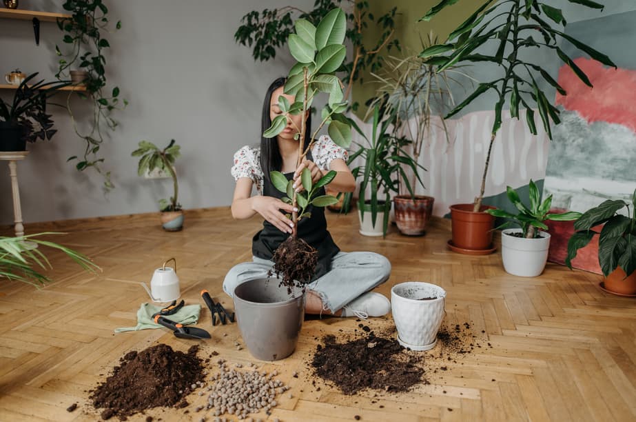 A woman sits on a wooden floor repotting a leggy houseplant with exposed roots, surrounded by soil piles, a grey planter, and expanded clay pebbles.