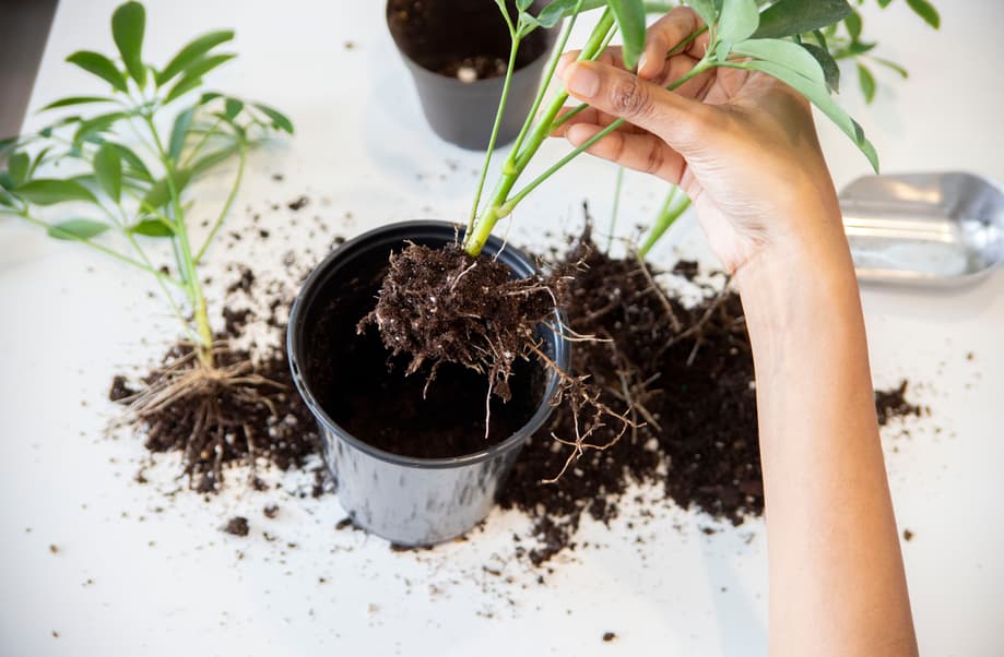 A person holding a green indoor houseplant showing exposed roots and dark potting soil over a white table during a repotting and root rot treatment session.