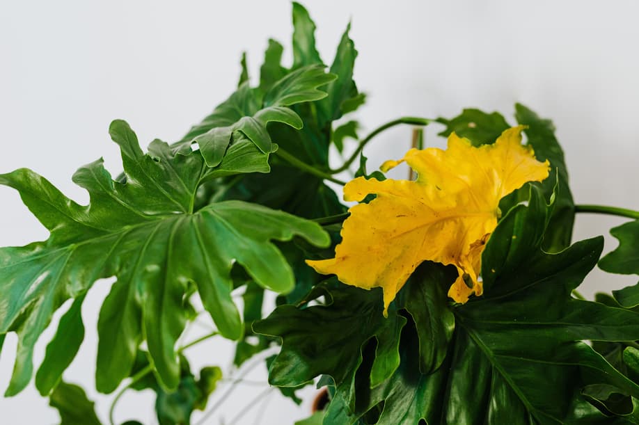 Image of a vibrant green Philodendron xanadu houseplant featuring a single prominent, bright yellow leaf indicating nutrient or water stress.